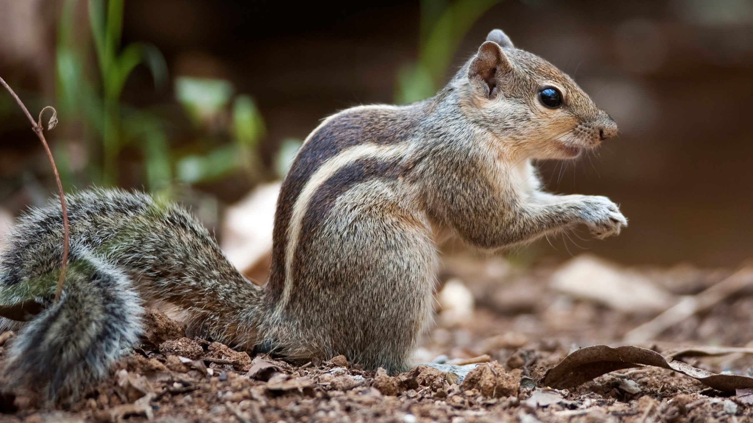 Indian_Palm_Squirrel