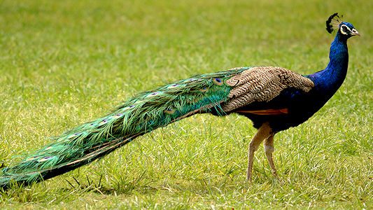 Indian_Peafowl