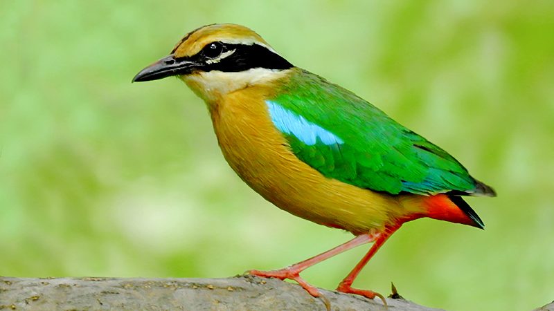 Indian_Pitta