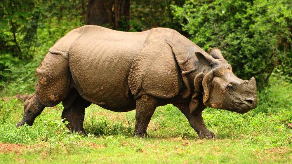 Indian_Rhinoceros