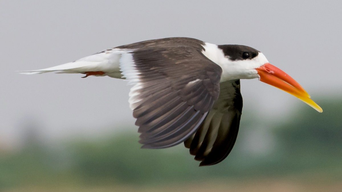 Indian_Skimmer