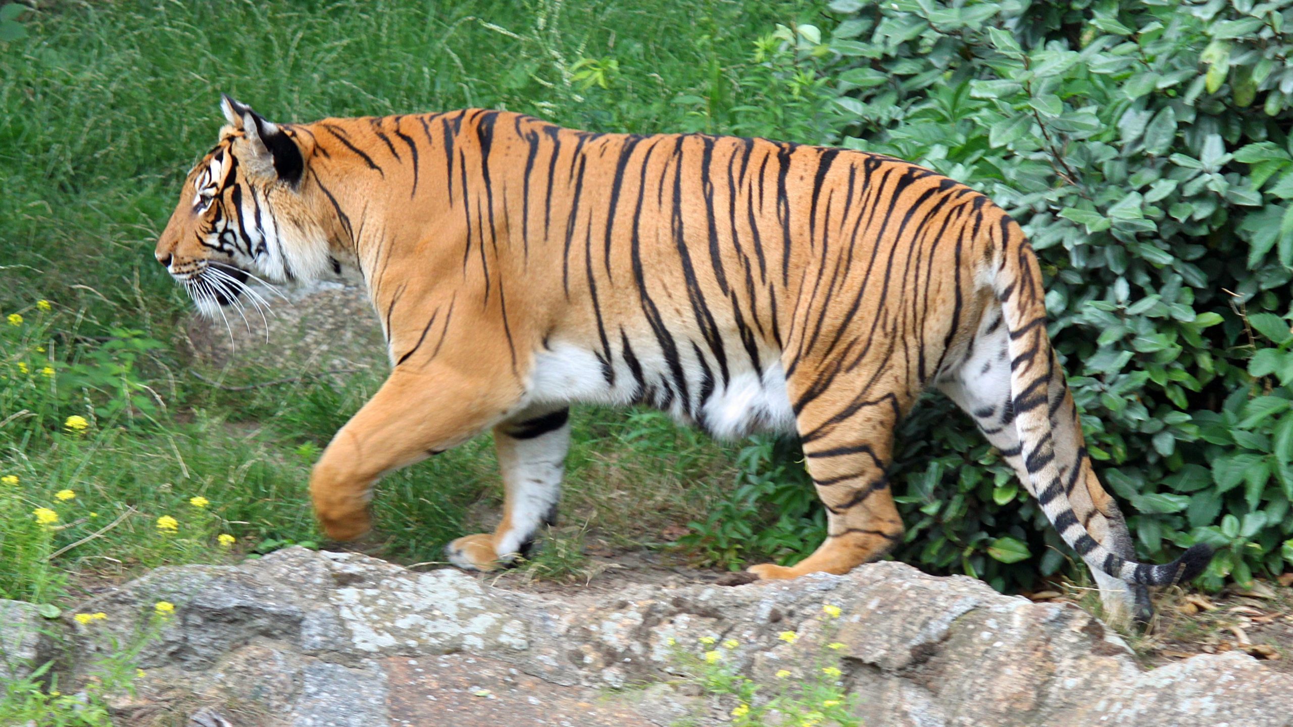 Indochinese_Tiger