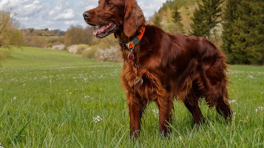 Irish_Setter