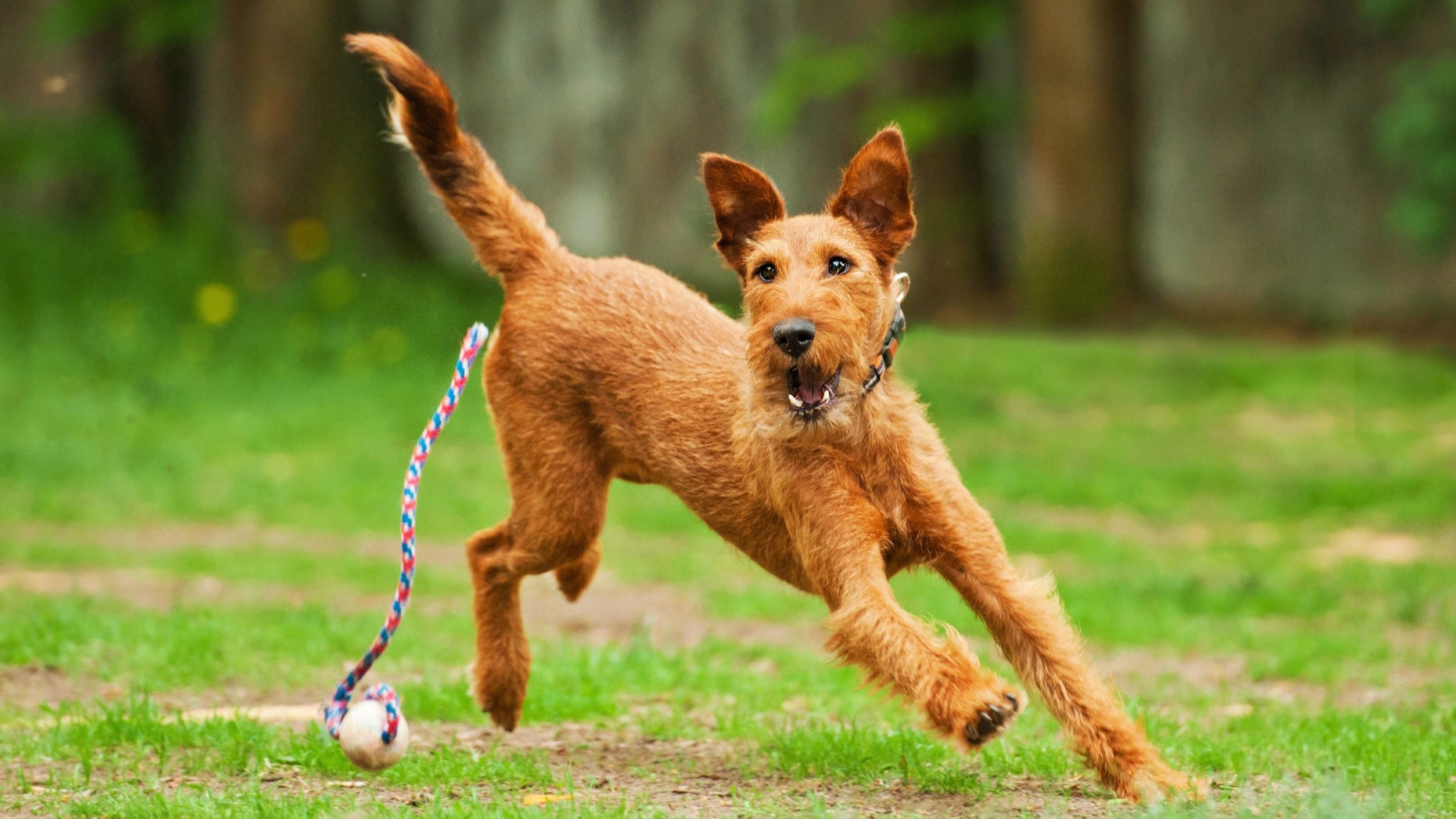 Irish_Terrier