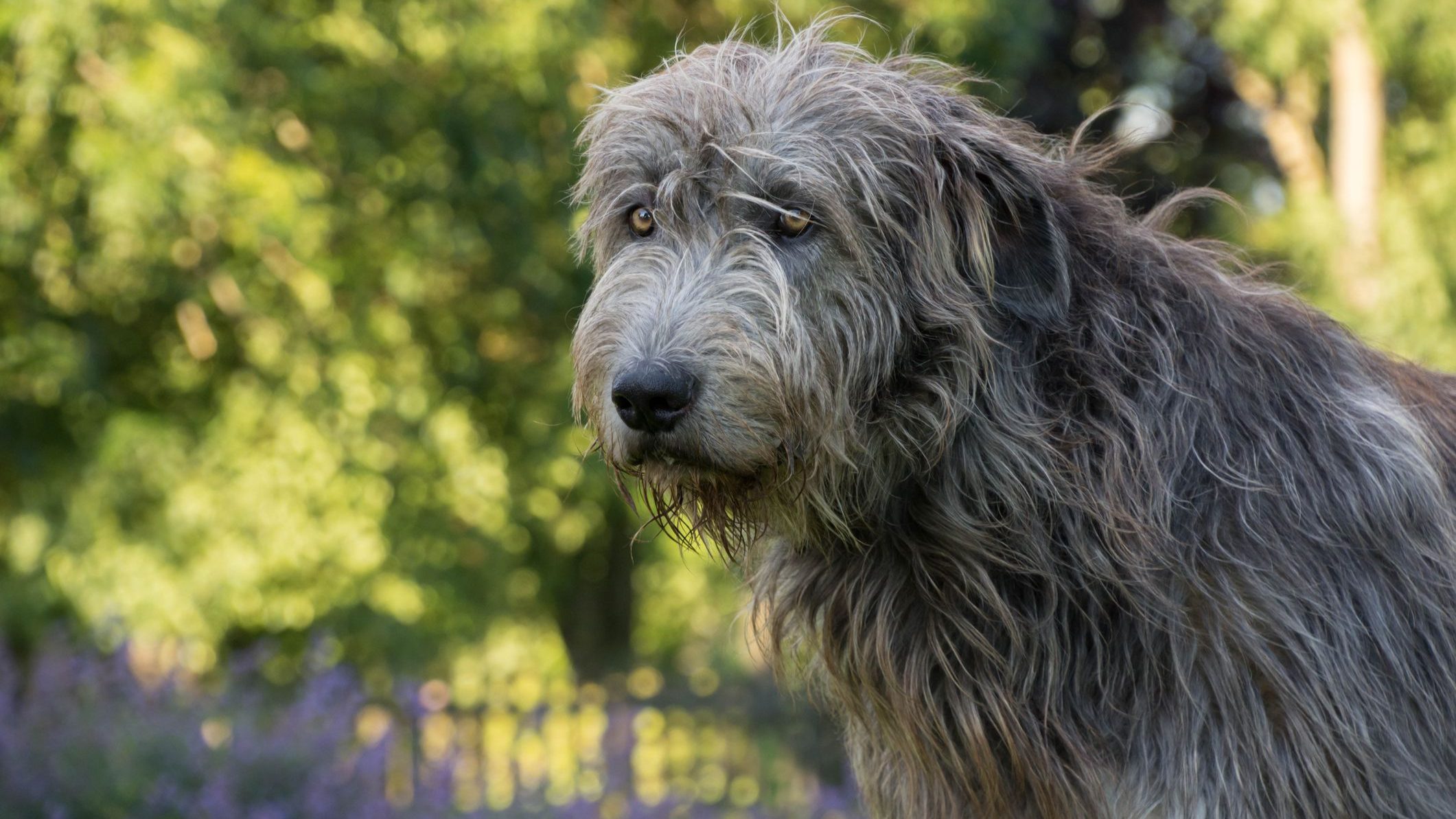 Irish_Wolfhound