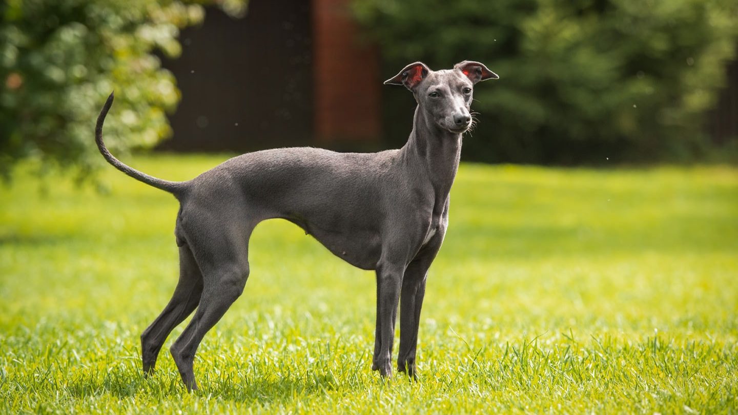 Italian_Greyhound