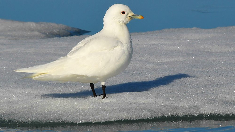 Ivory_Gull