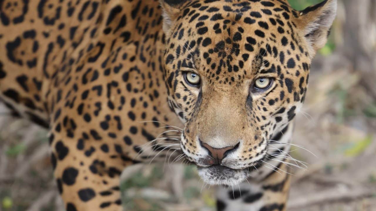 Jaguar