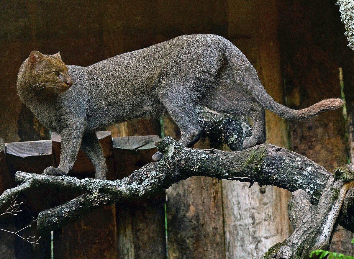 Jaguarundi