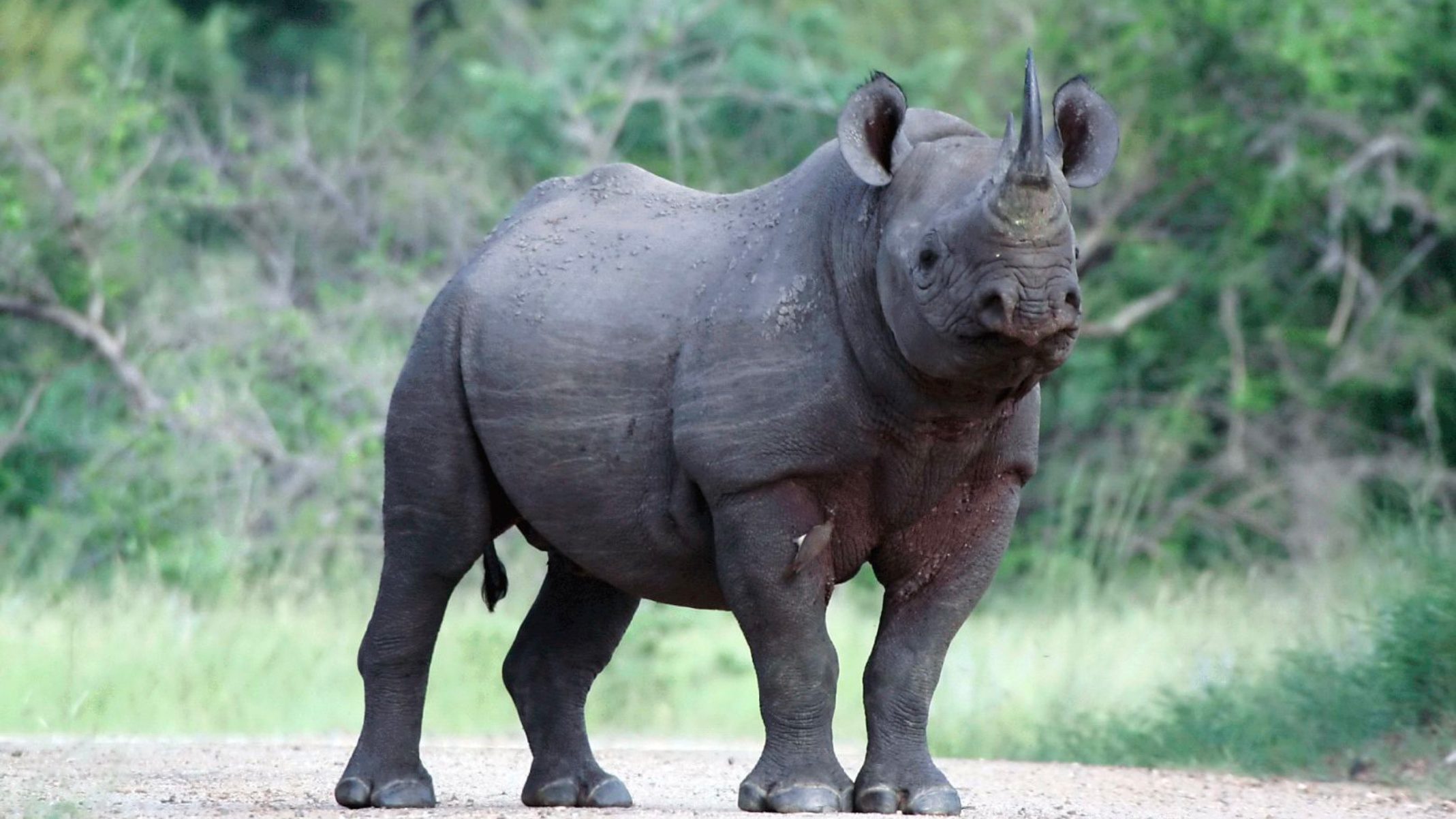 Javan_Rhinoceros