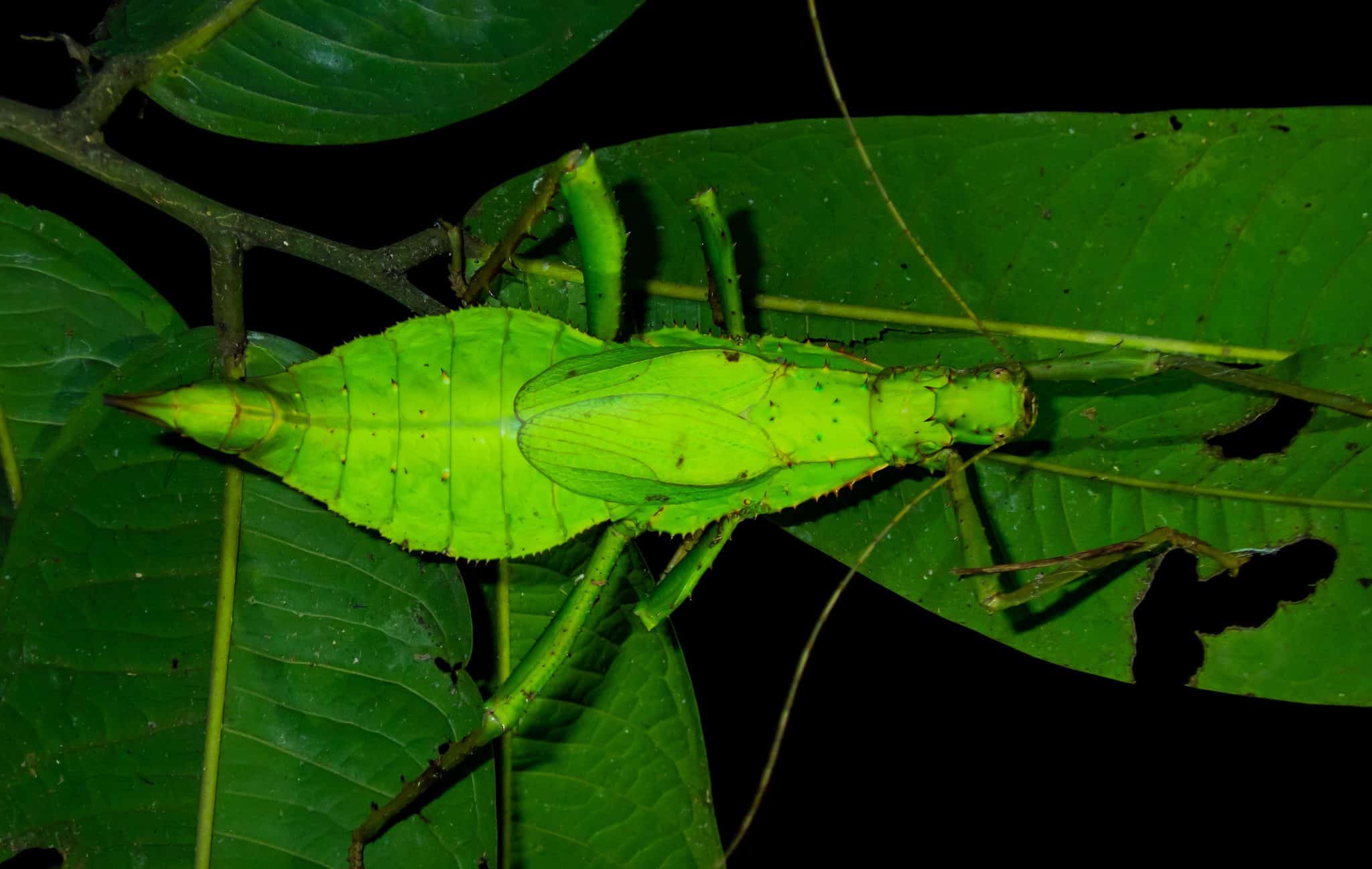 Jungle_Nymph