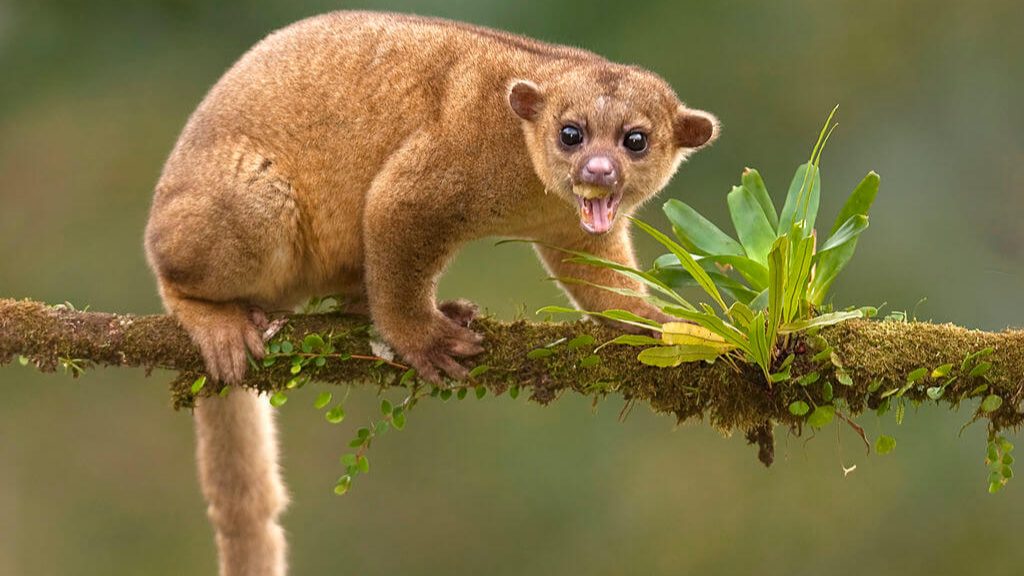 Kinkajou