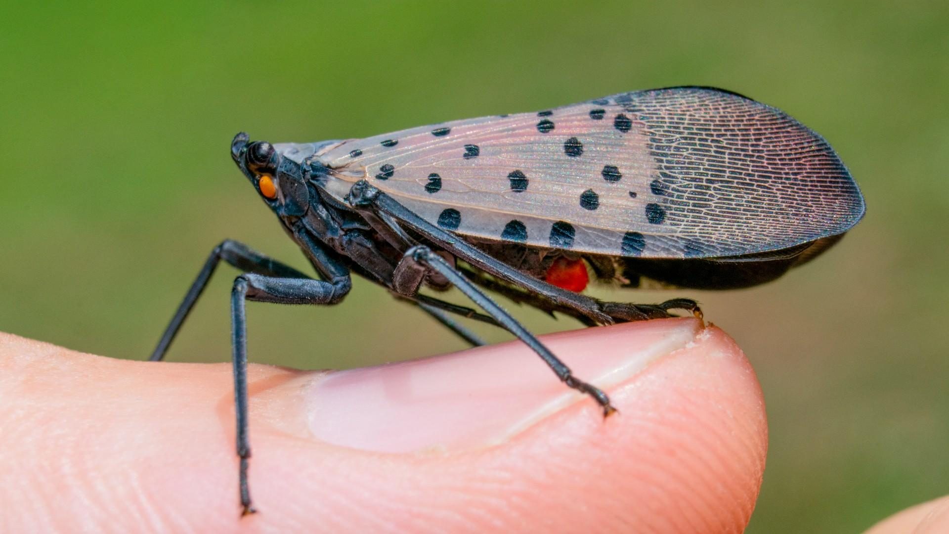 Lantern_Fly