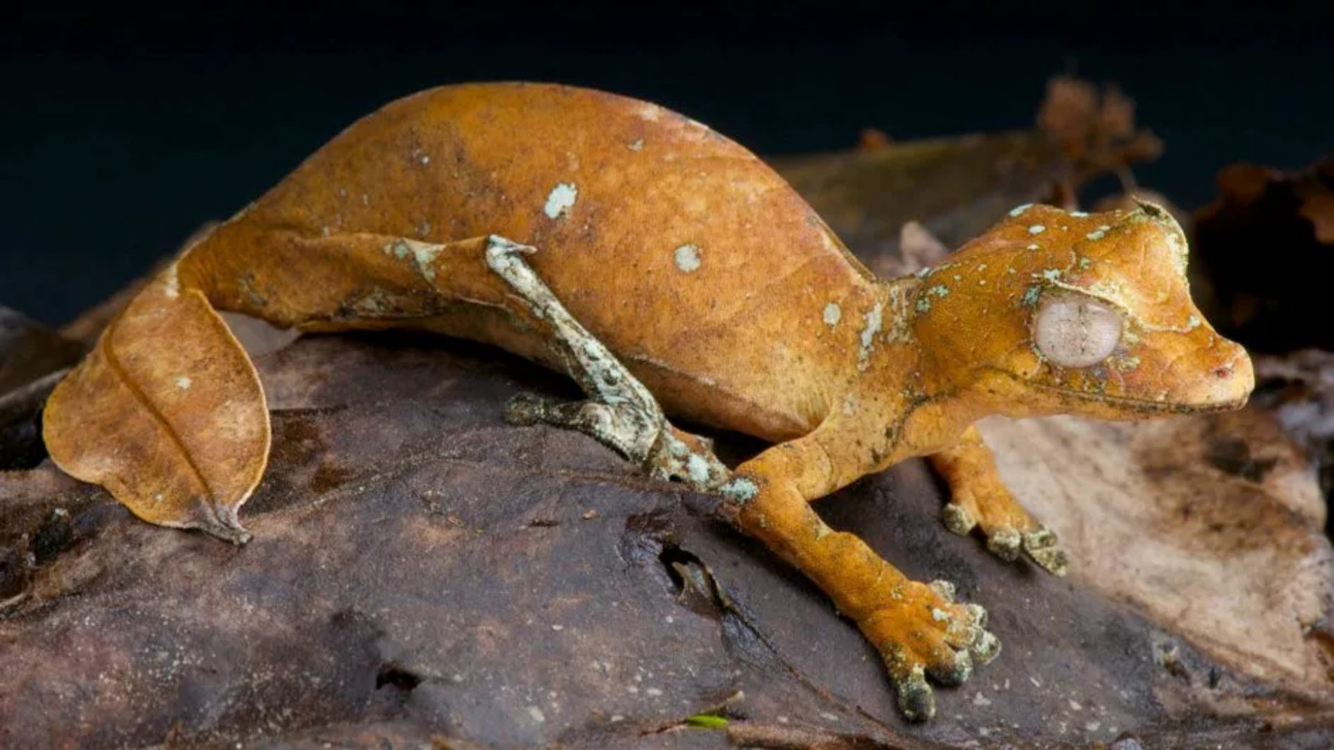 Leaf-Tailed_Gecko