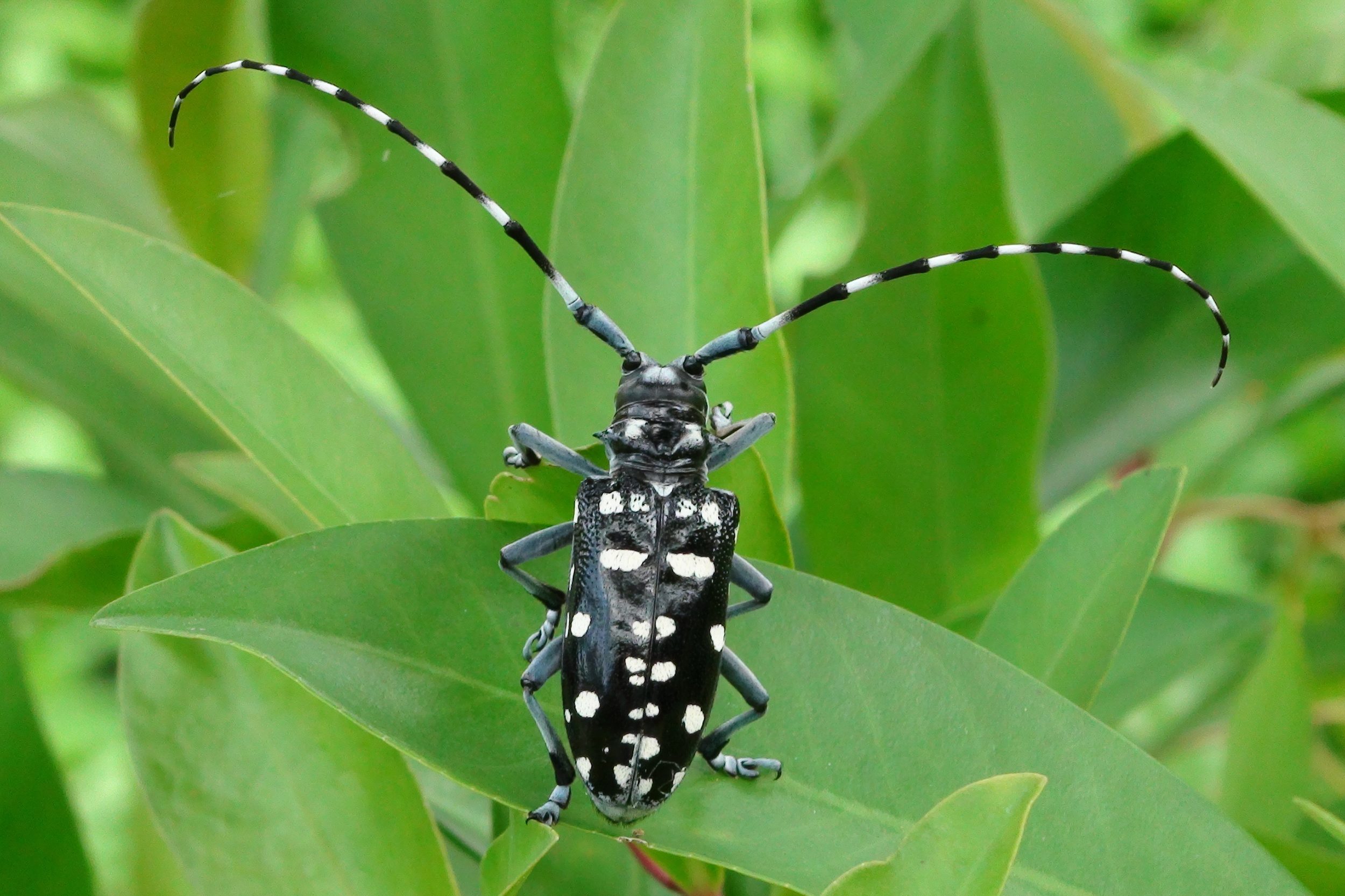 Longhorn_Beetle