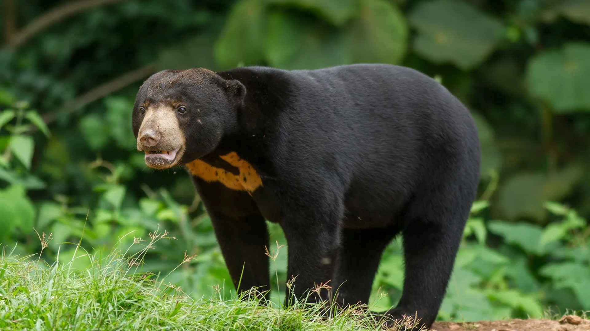 Malayan_Sun_Bear