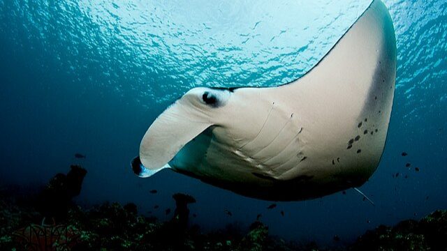 Manta_Ray