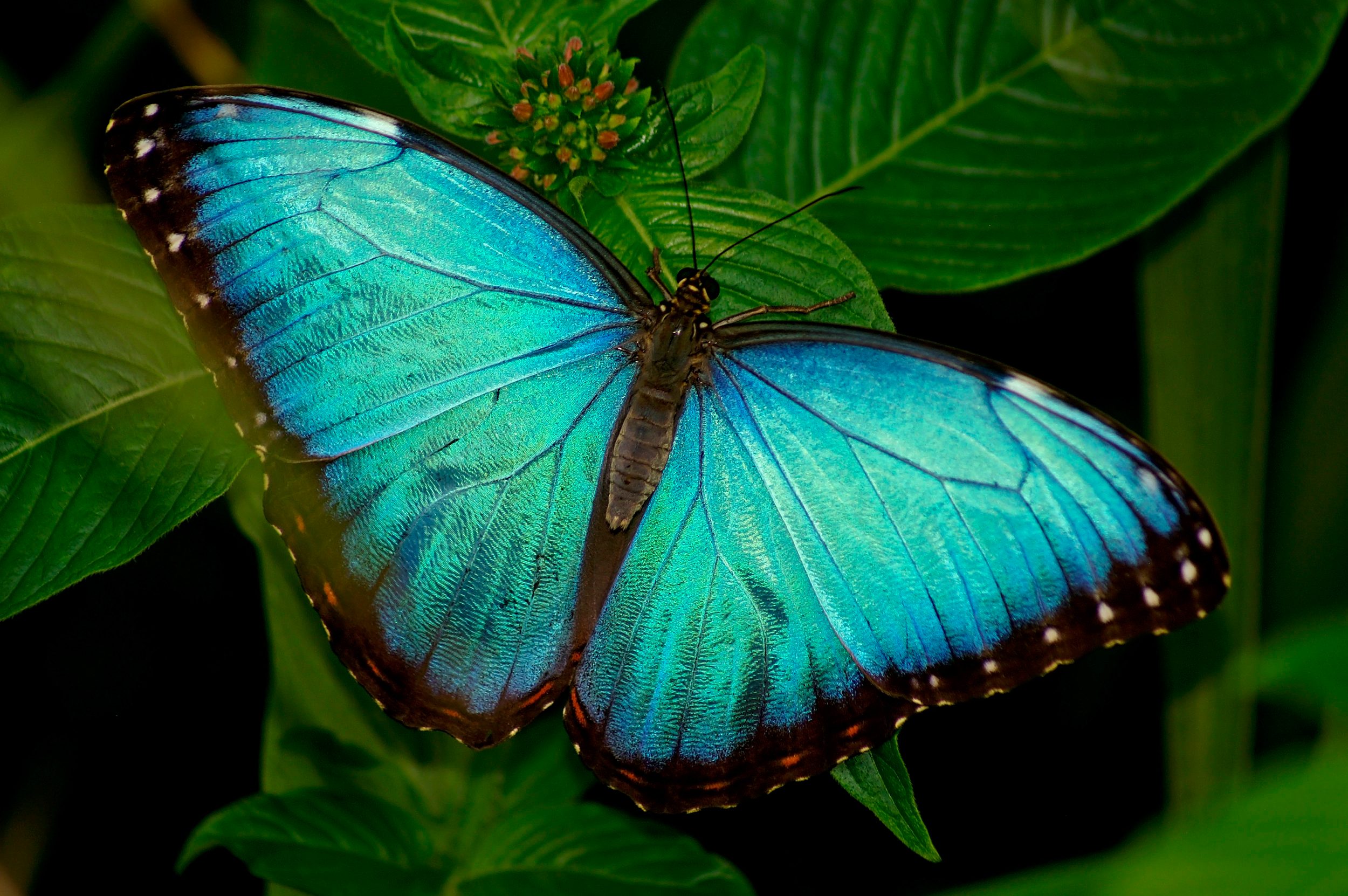 Morpho_Butterfly