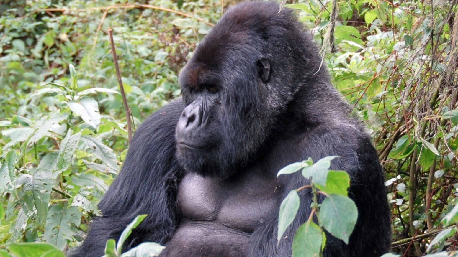 Mountain_Gorilla