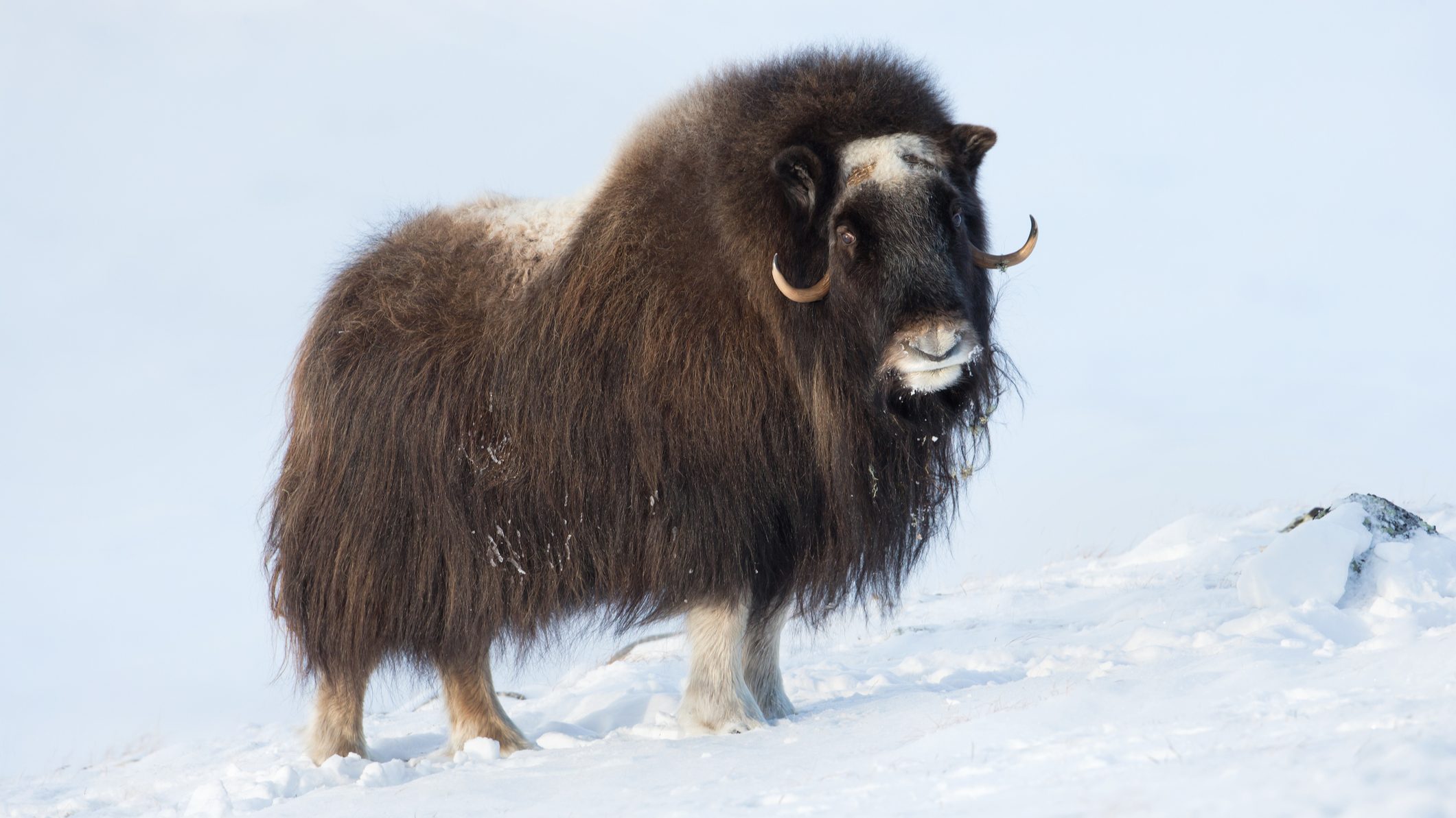 Muskoxen