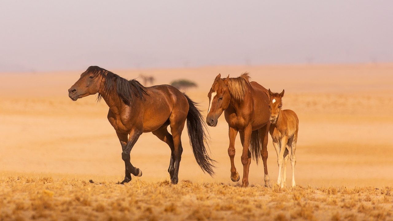 Namib_Desert_Horse