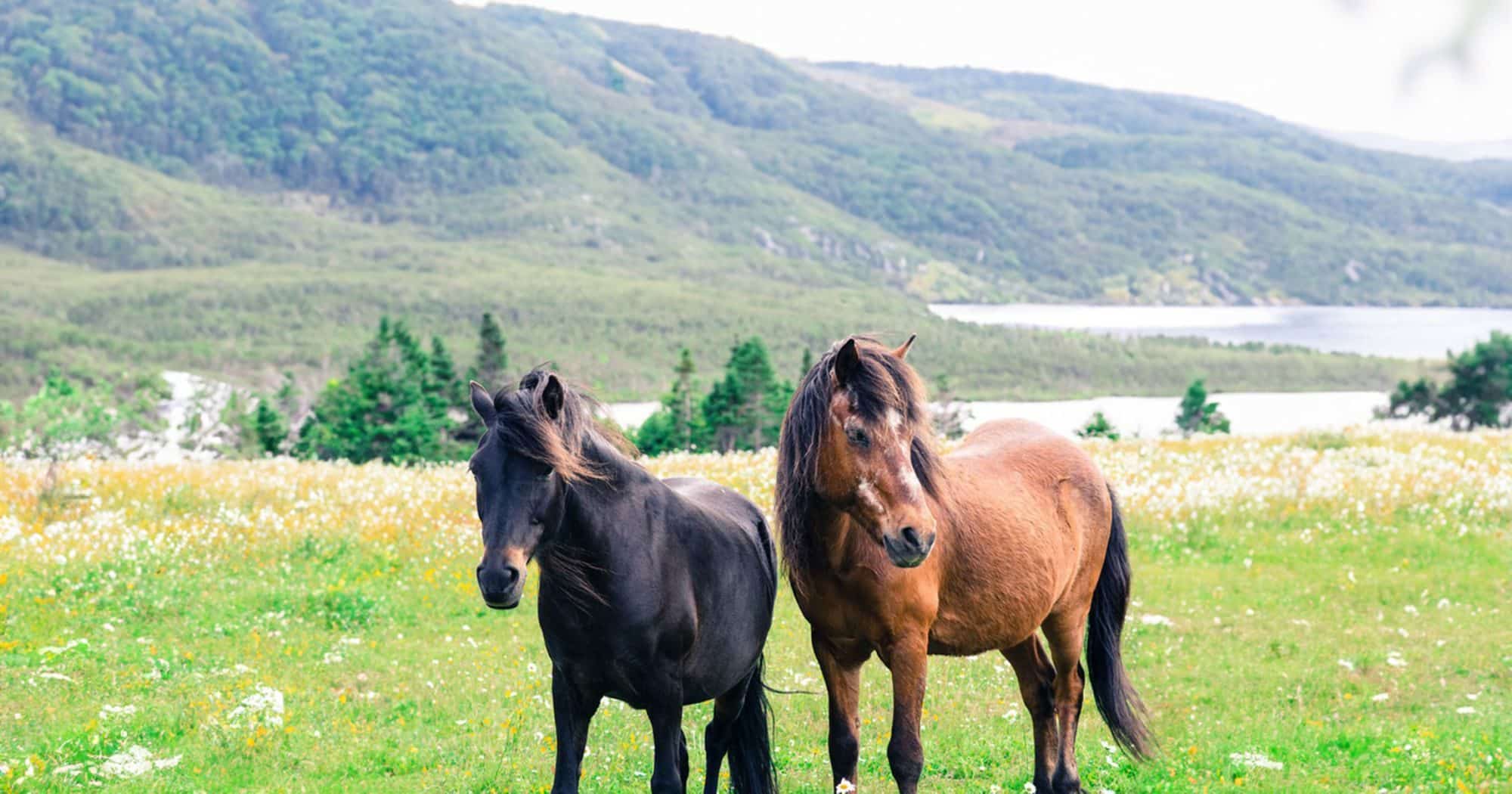 Newfoundland_Pony