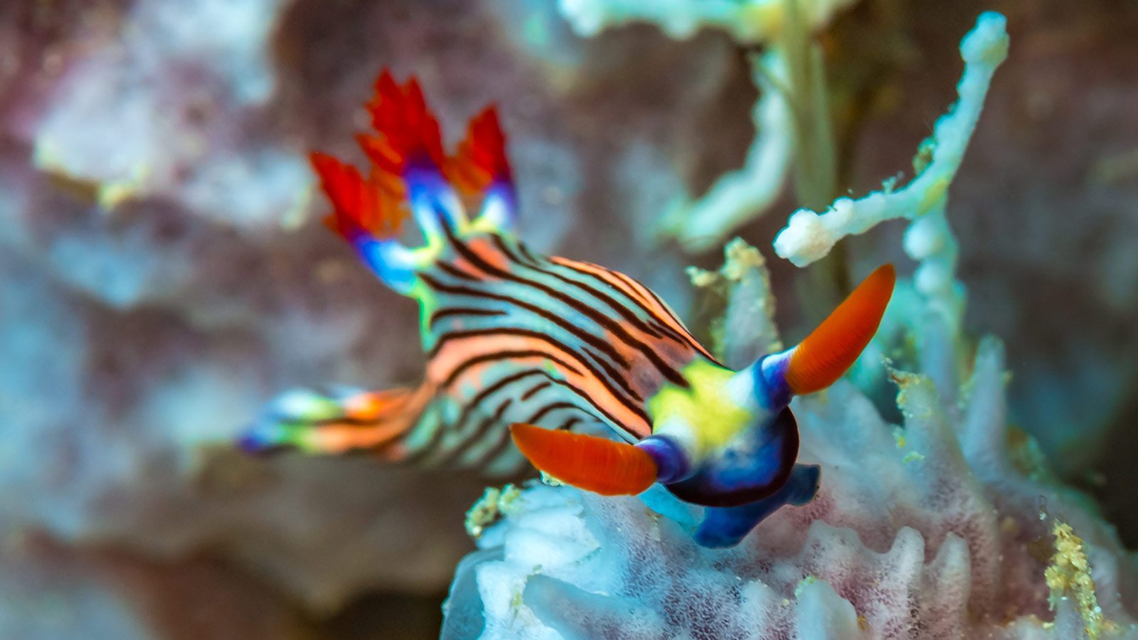 Nudibranch