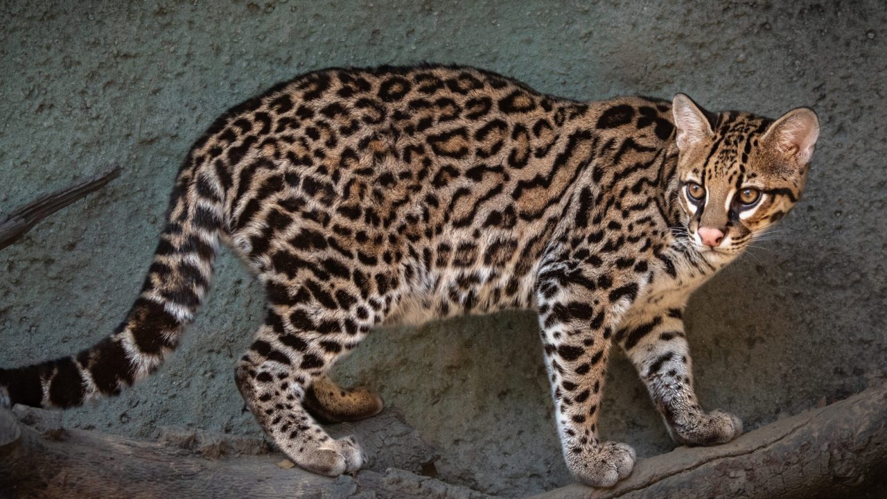 Ocelot