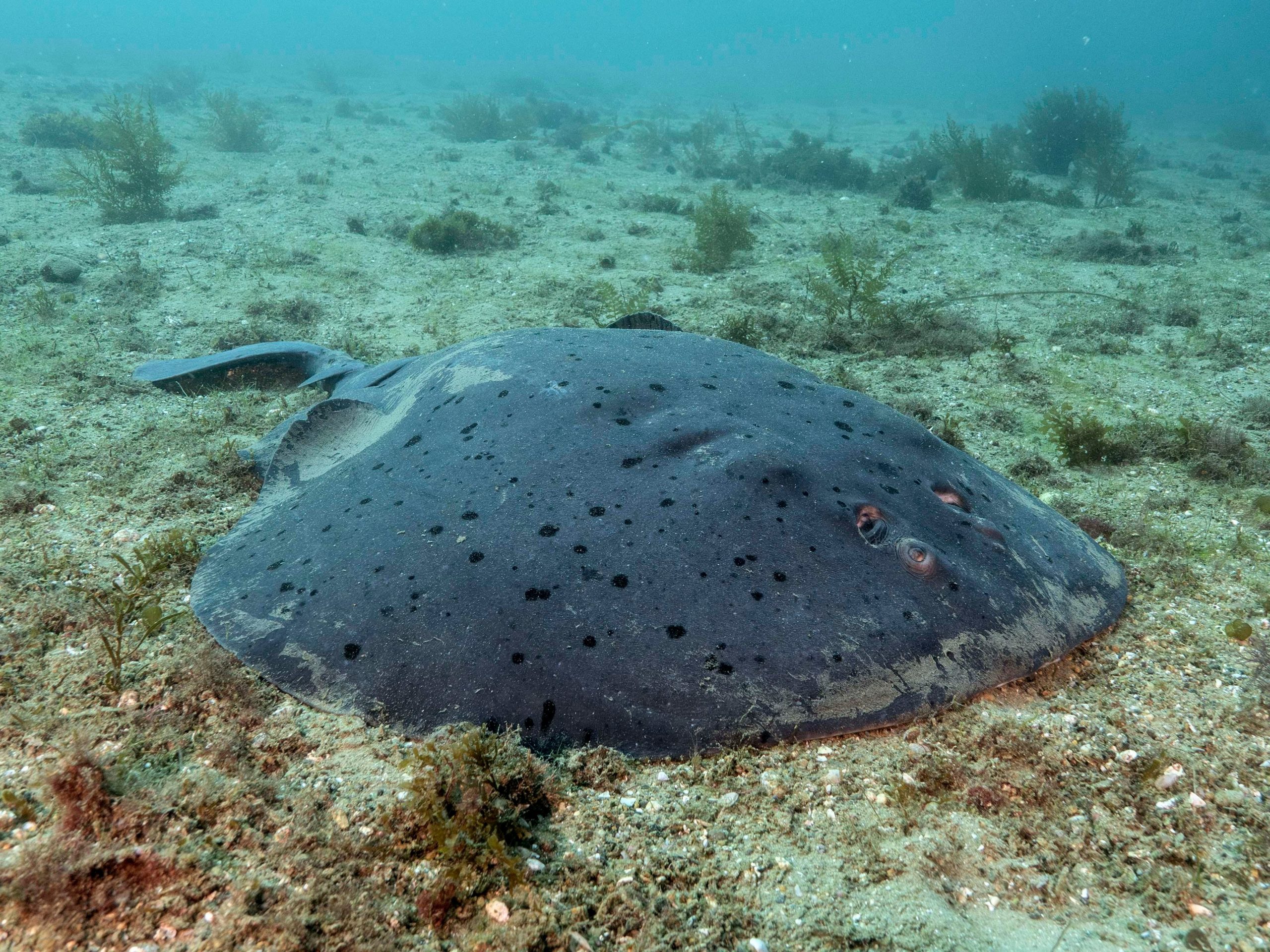 Pacific_Electric_Ray