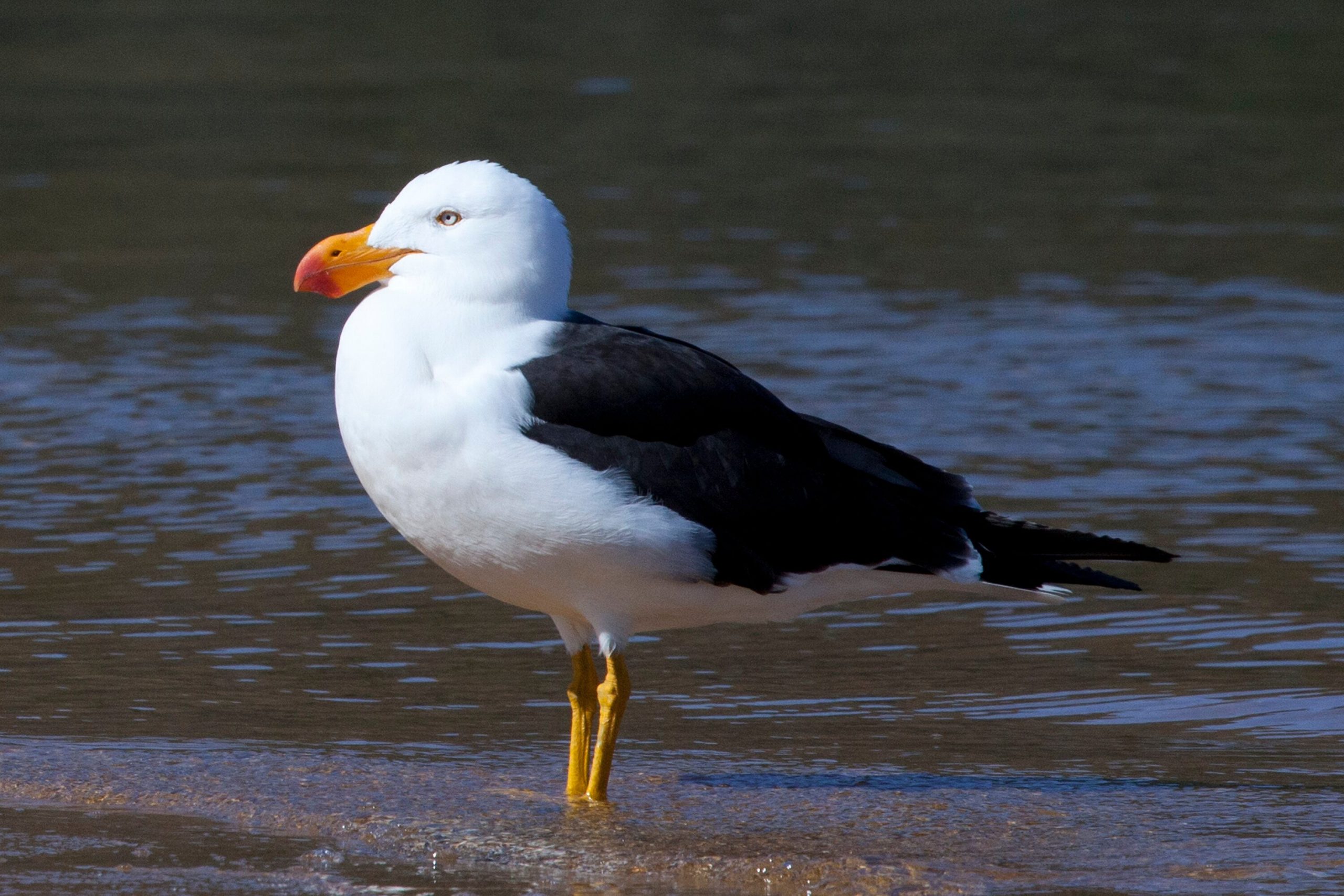 Pacific_Gull