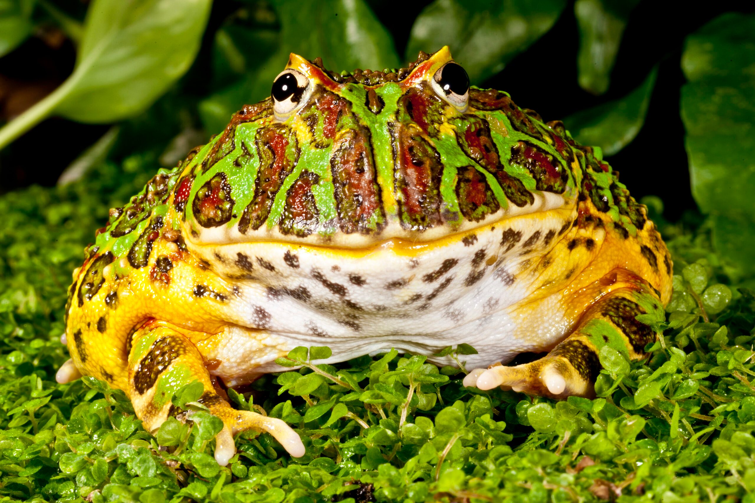 Pacific_Horned_Frog