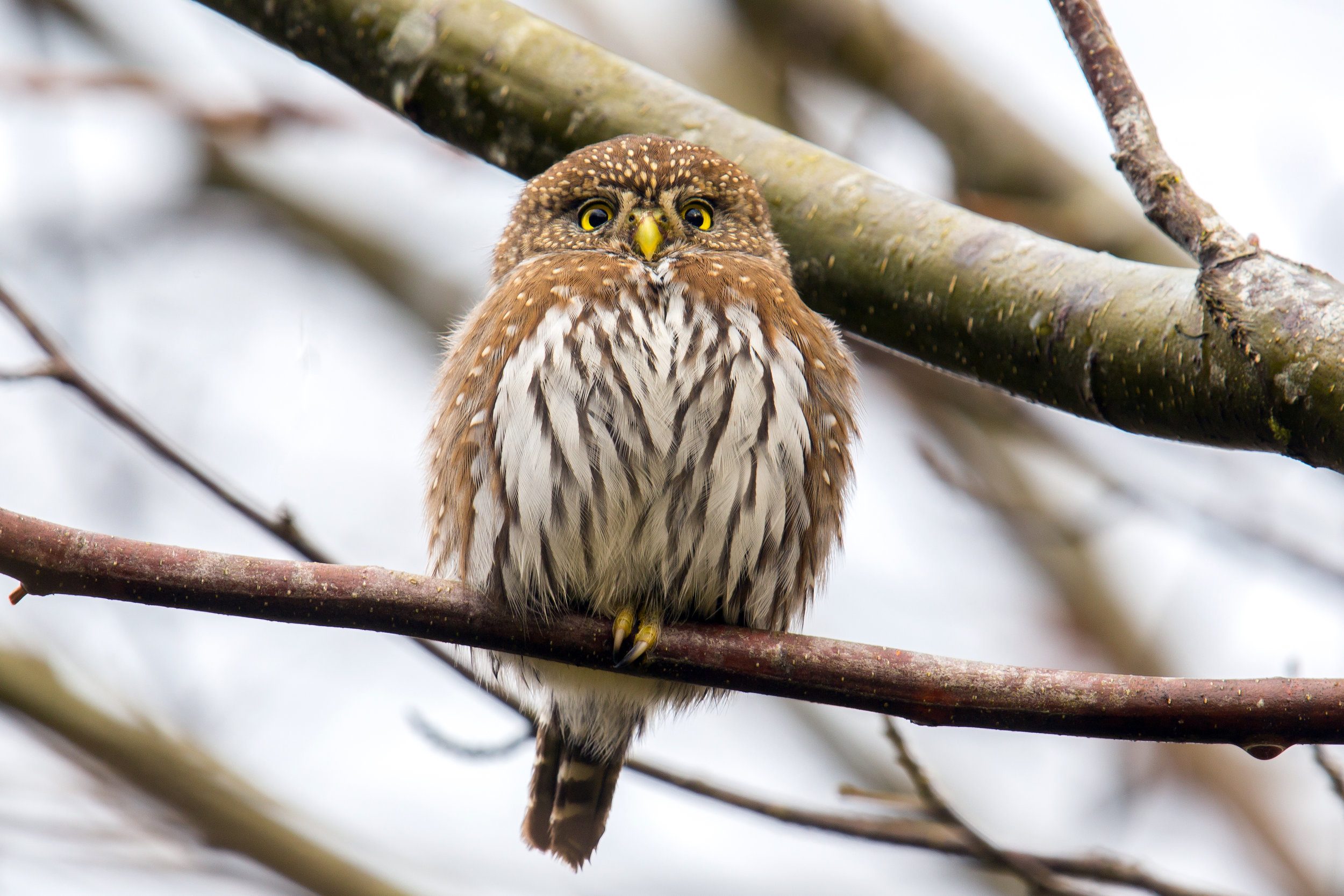 Pacific_Pygmy_Owl