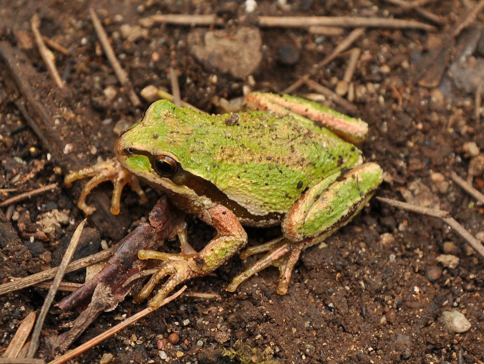 Pacific_Tree_Frog