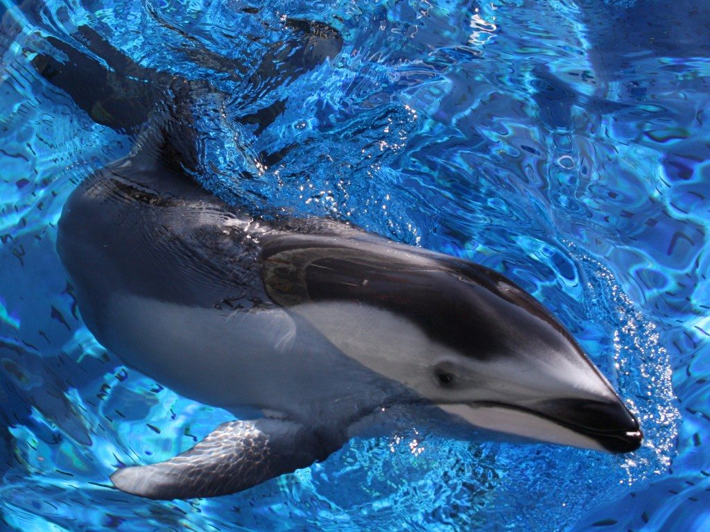 Pacific_White-Sided_Dolphin