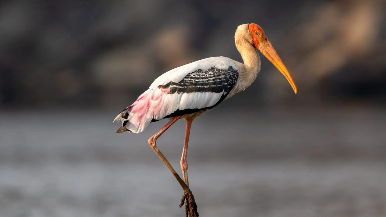 Painted_Stork