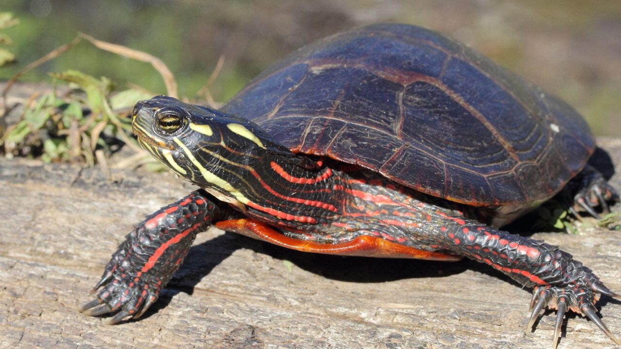 Painted_Turtle