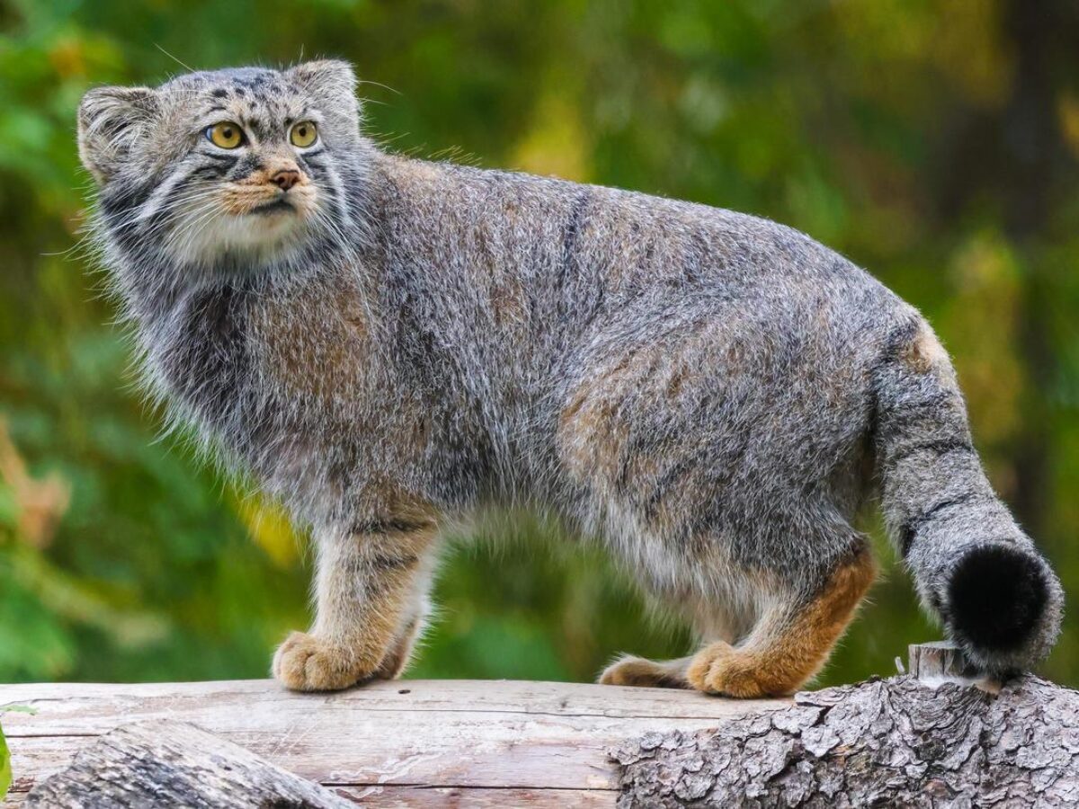 Pallass_Cat