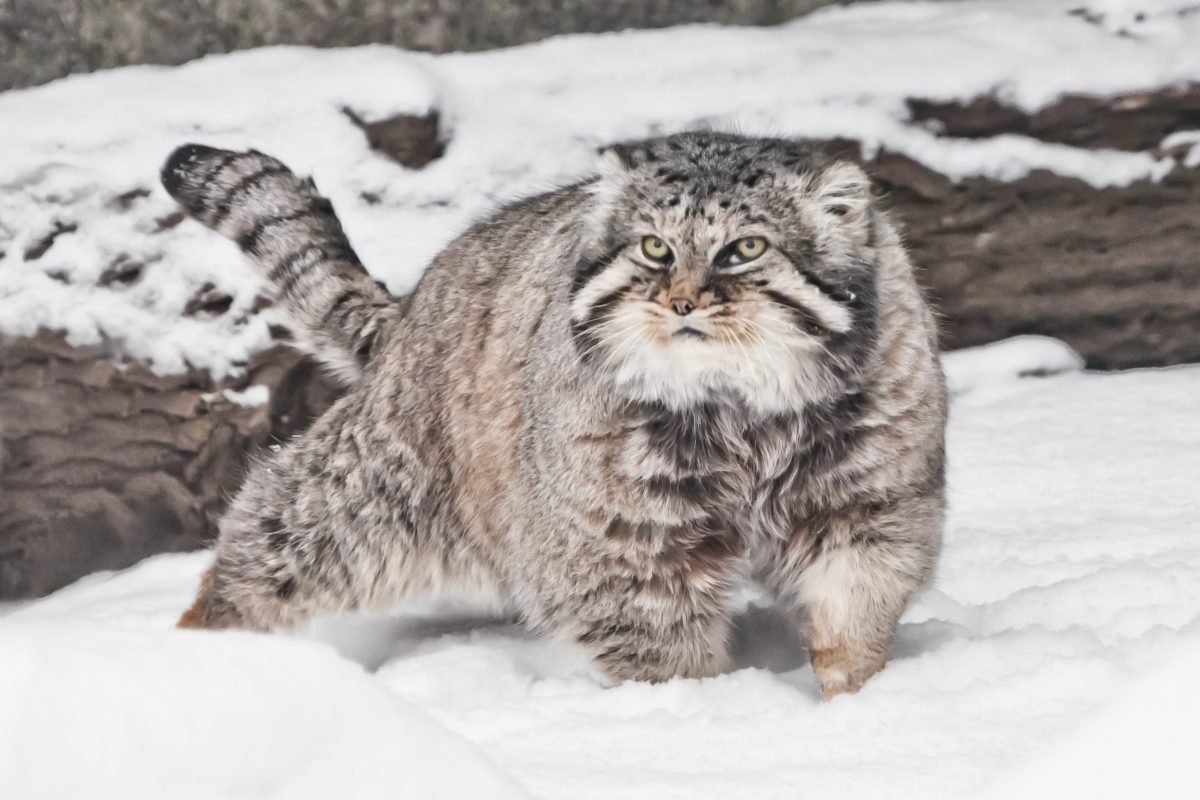 Pallass_Cat_Manul