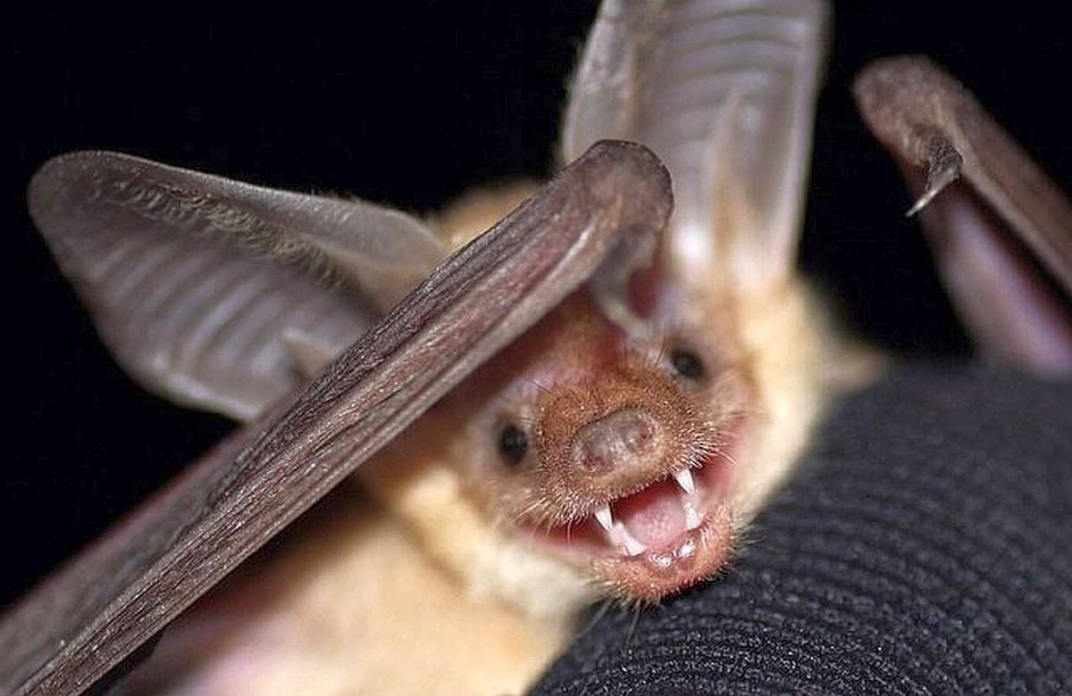 Pallid_Bat