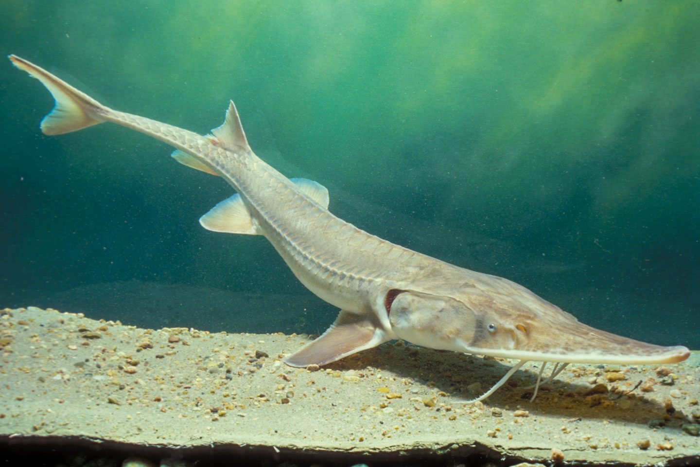 Pallid_Sturgeon