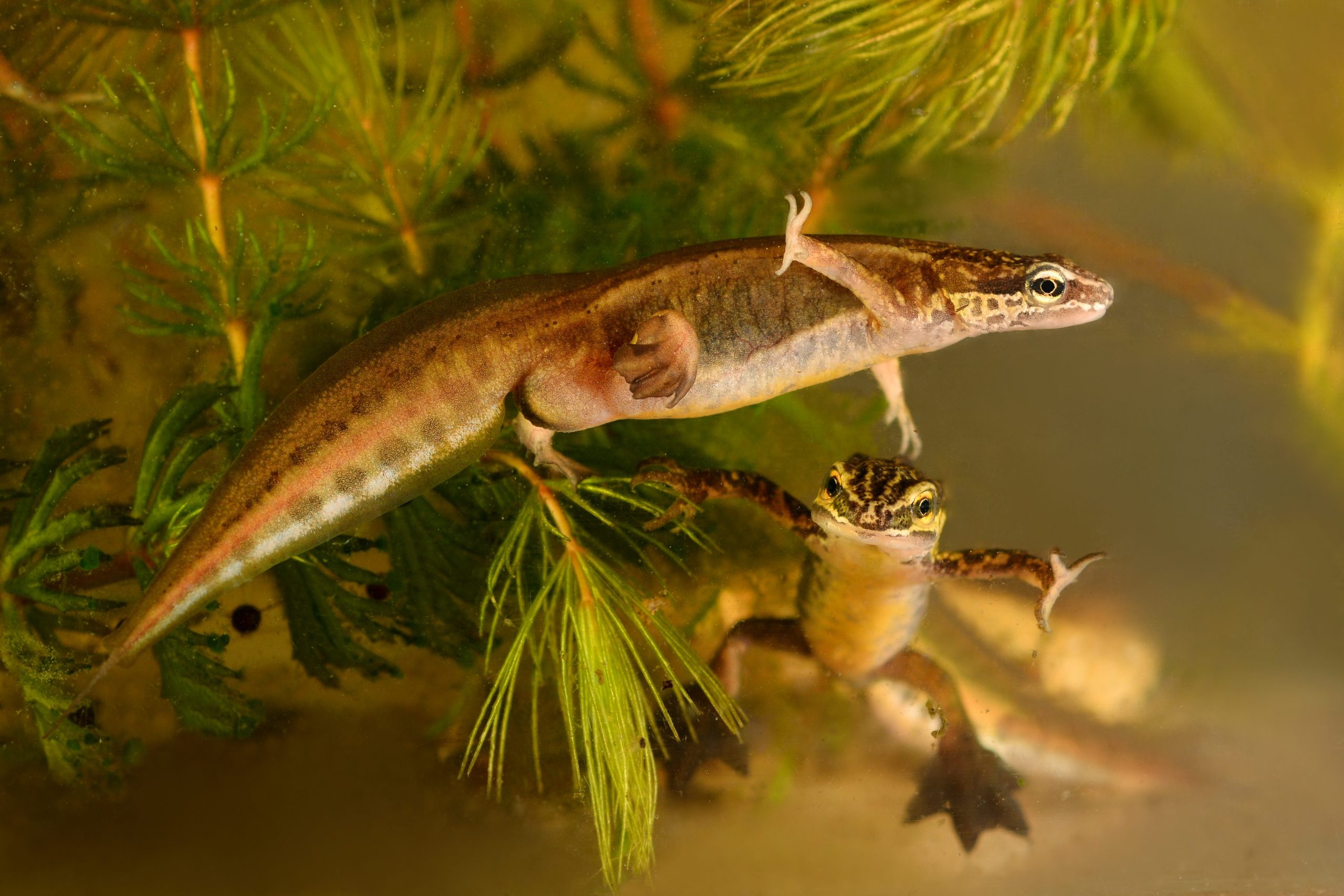 Palmate_Newt