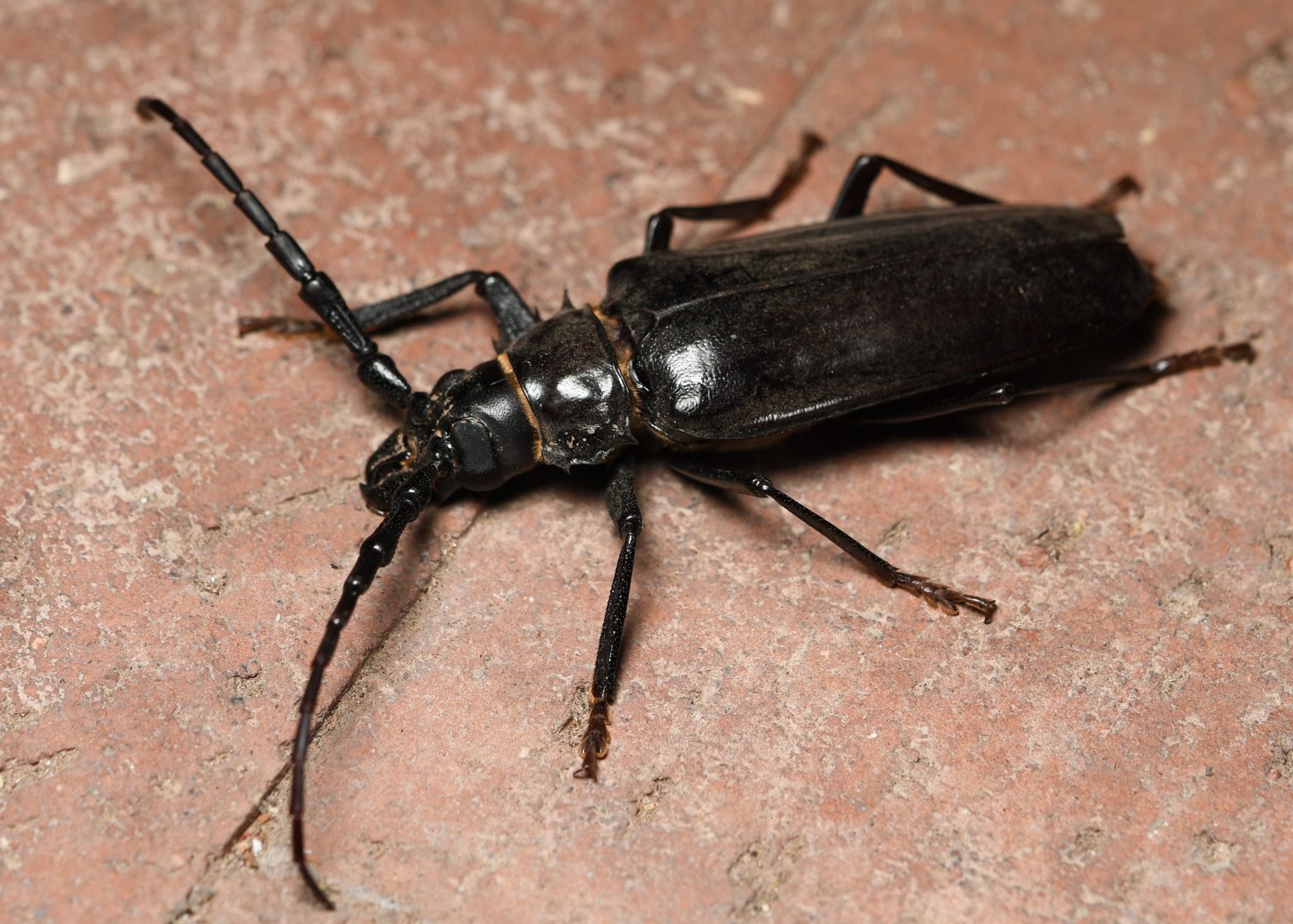 Palo_Verde_Beetle