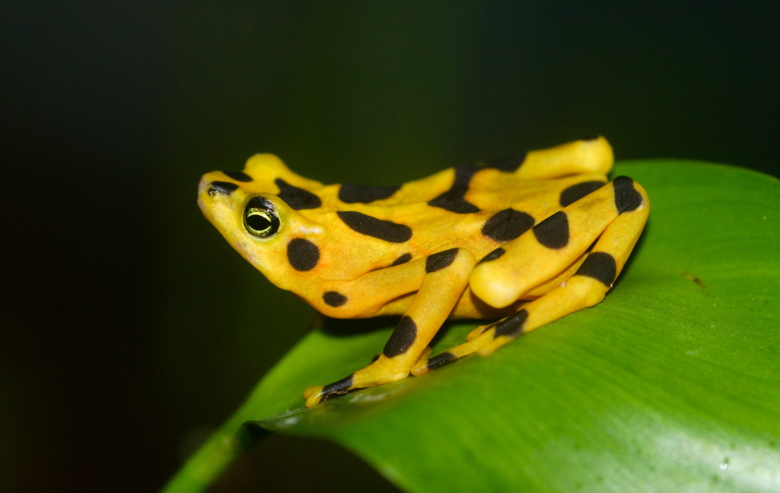 Panamanian_Golden_Frog