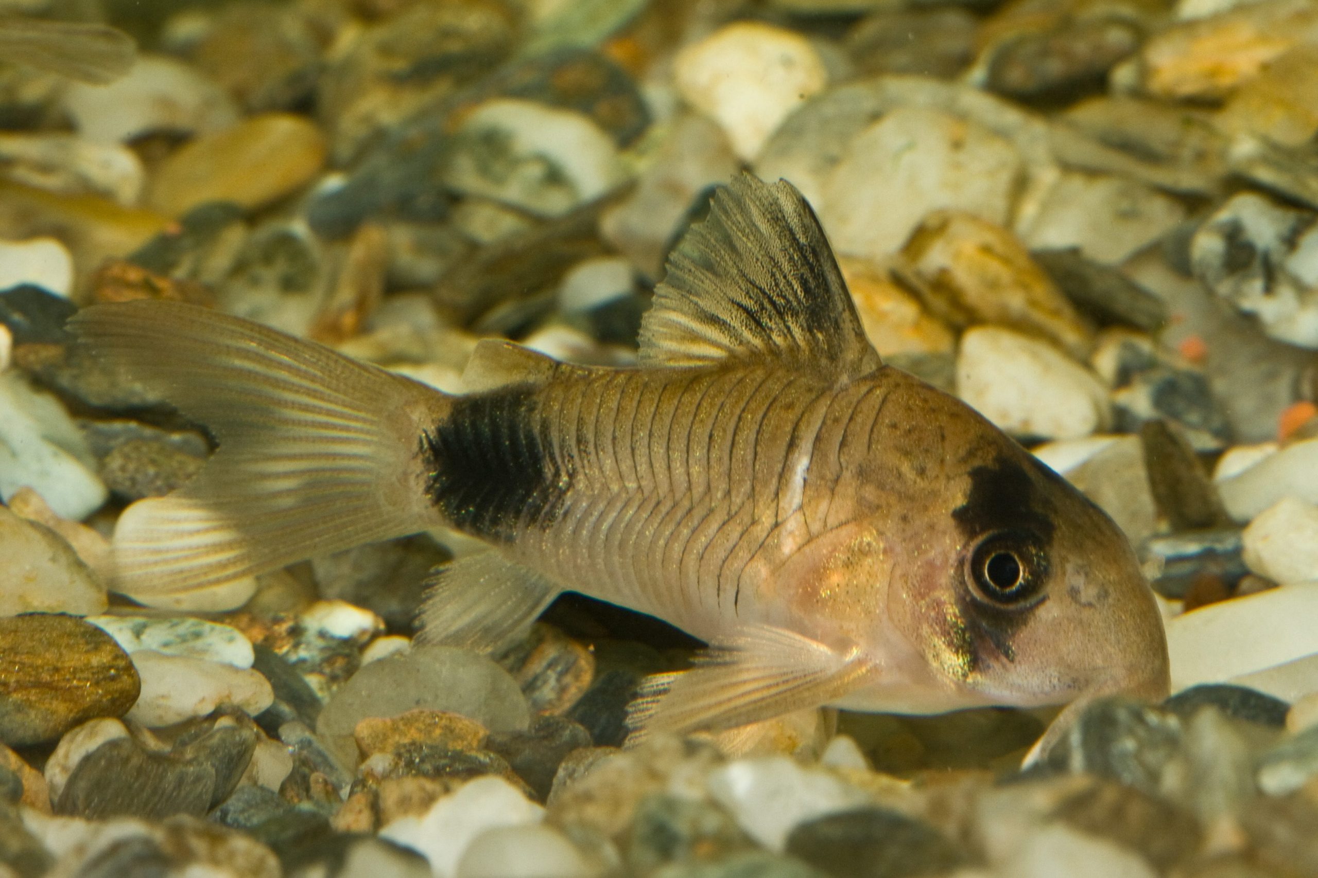 Panda_Corydoras