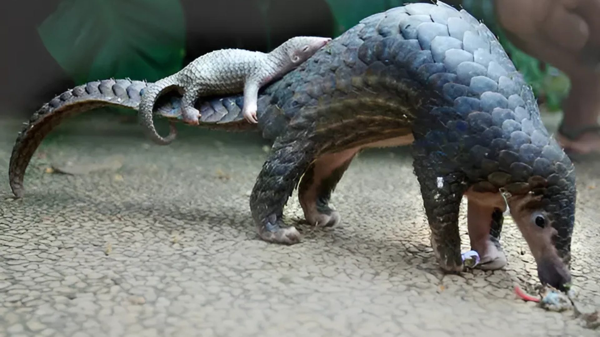 Pangolin