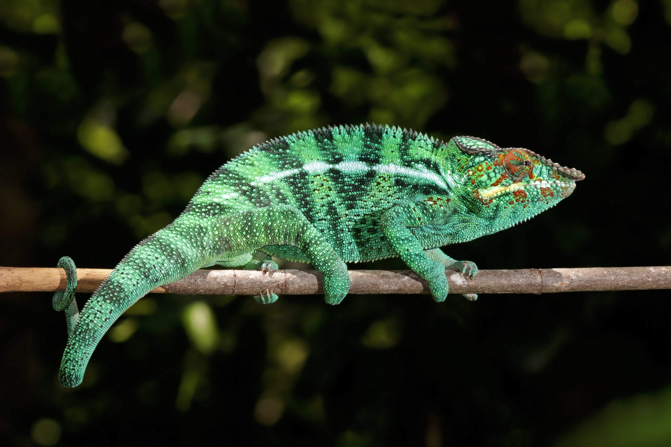 Panther_Chameleon