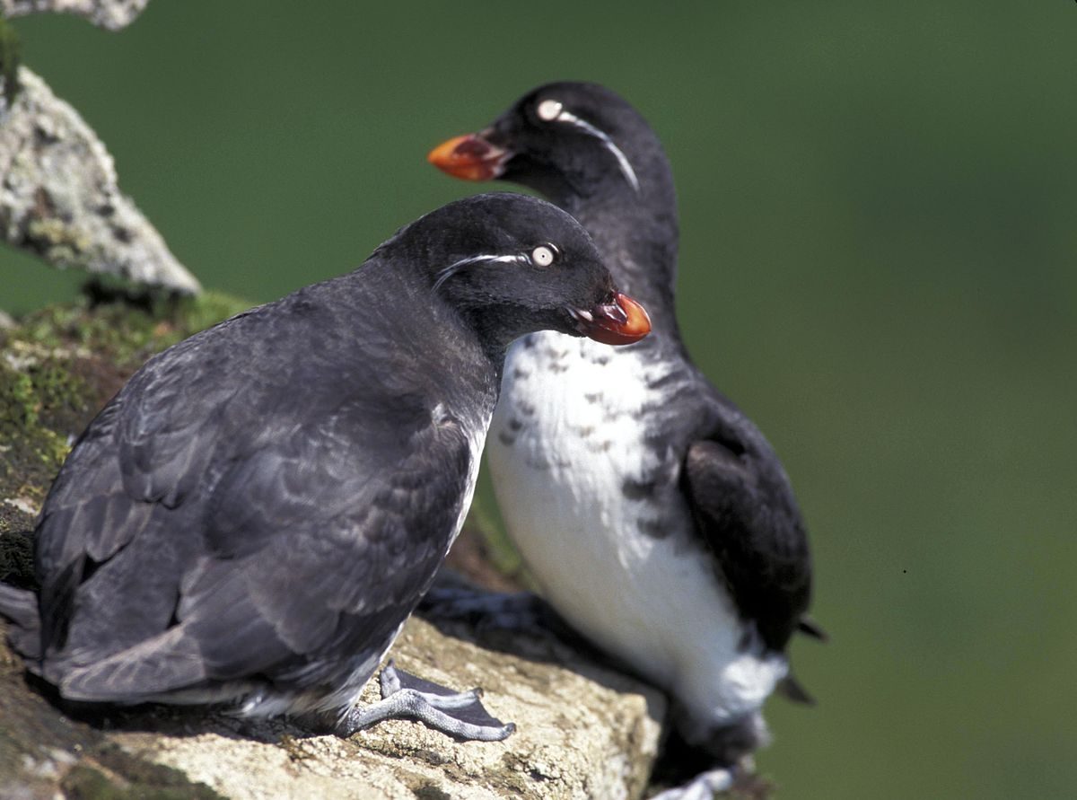 Parakeet_Auklet