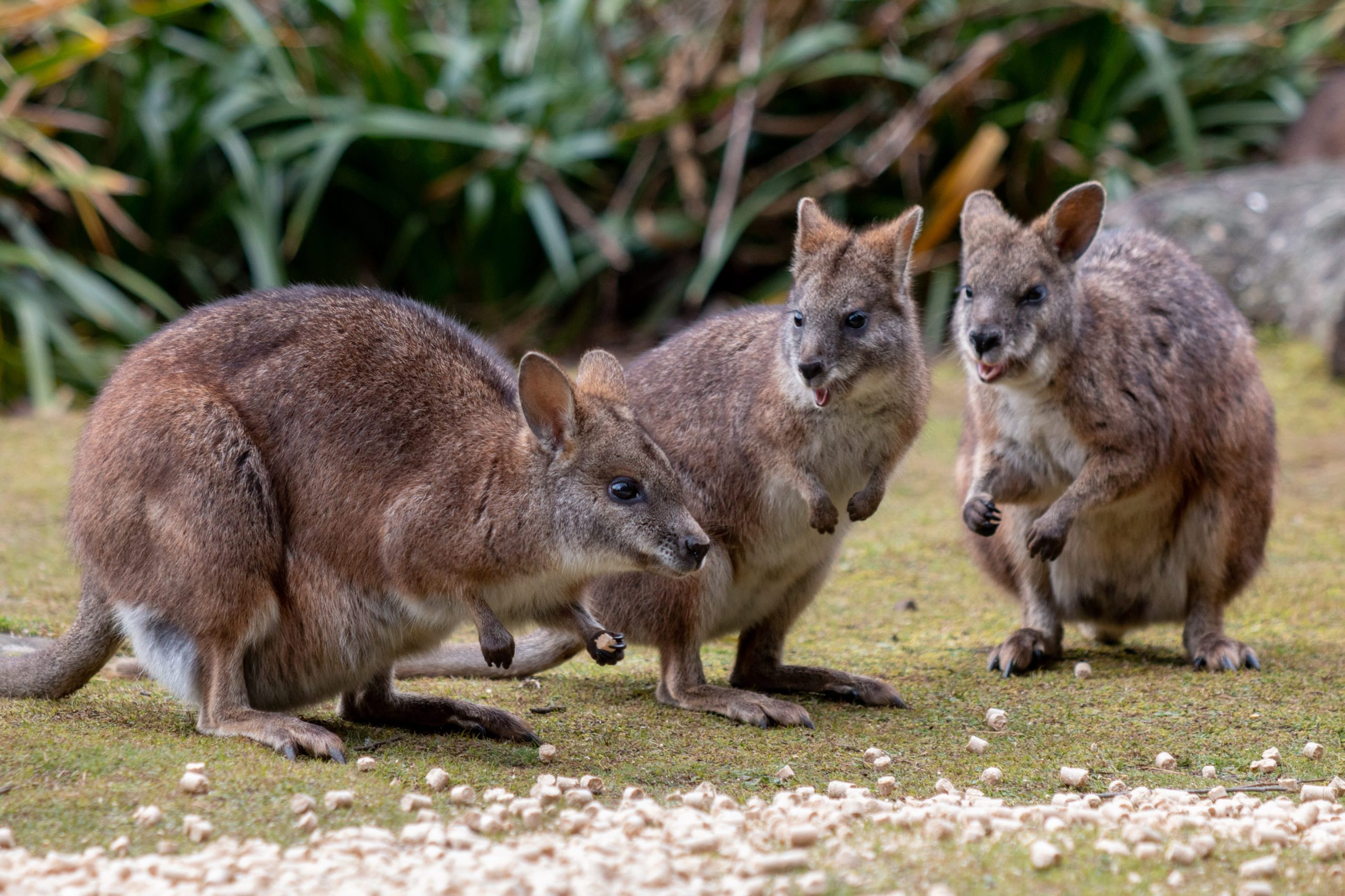 Parma_Wallaby