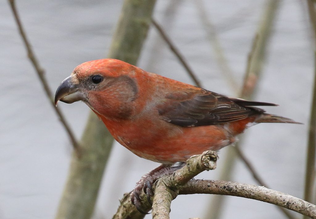 Parrot_Crossbill