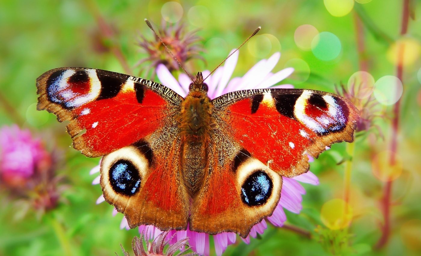 Peacock_Butterfly